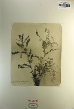 Image of Braunton's milkvetch