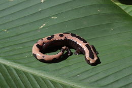 Image of Bolitoglossa salvinii (Gray 1868)