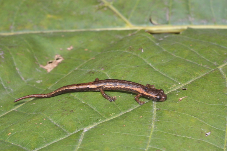 Image de Dendrotriton bromeliacius (Schmidt 1936)