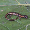 Image de Dendrotriton bromeliacius (Schmidt 1936)