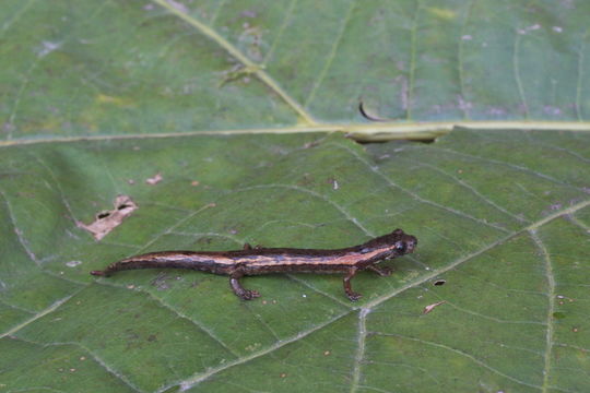 Image de Dendrotriton bromeliacius (Schmidt 1936)