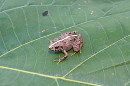 Image of Craugastor rupinius (Campbell & Savage 2000)