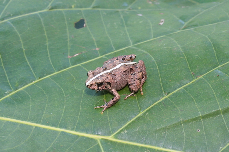 Sivun Craugastor rupinius (Campbell & Savage 2000) kuva