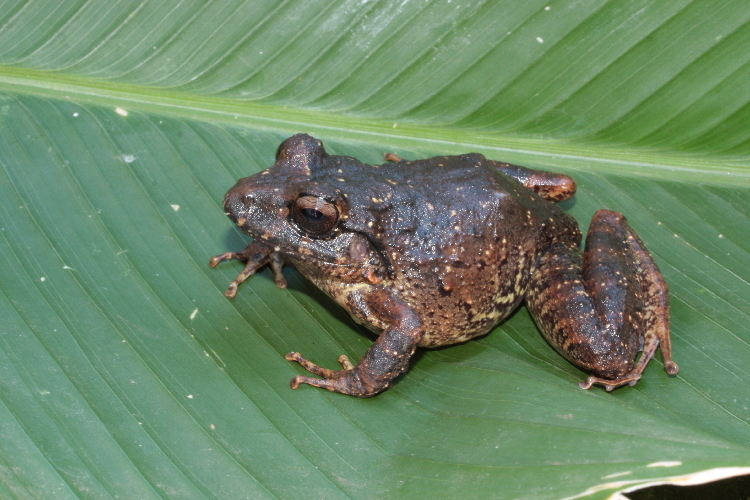 Image of Craugastor rupinius (Campbell & Savage 2000)