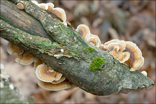 Слика од Trametes ochracea (Pers.) Gilb. & Ryvarden 1987