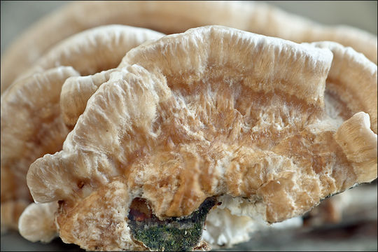 Image of Trametes ochracea (Pers.) Gilb. & Ryvarden 1987