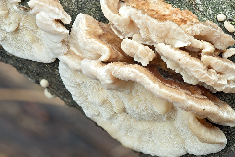 Image of Trametes ochracea (Pers.) Gilb. & Ryvarden 1987