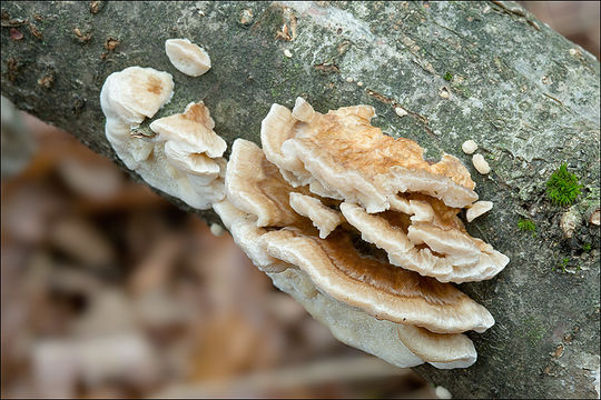 Image of Trametes ochracea (Pers.) Gilb. & Ryvarden 1987