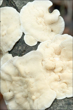 Image of Trametes ochracea (Pers.) Gilb. & Ryvarden 1987