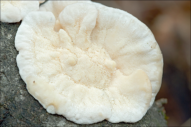 Image of Trametes ochracea (Pers.) Gilb. & Ryvarden 1987