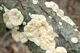 Image of Trametes ochracea (Pers.) Gilb. & Ryvarden 1987