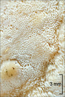 Image of Trametes ochracea (Pers.) Gilb. & Ryvarden 1987