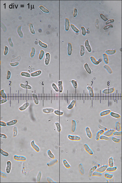 Image of Trametes ochracea (Pers.) Gilb. & Ryvarden 1987