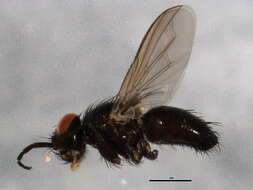 Image of Rhinophorinae