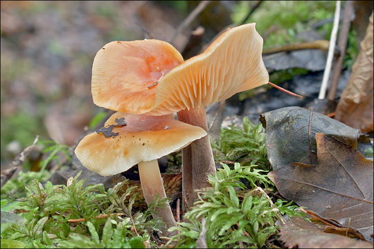 Plancia ëd Flammulina velutipes (Curtis) Singer 1951