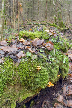 Plancia ëd Flammulina velutipes (Curtis) Singer 1951