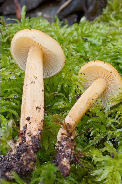 Plancia ëd Flammulina velutipes (Curtis) Singer 1951