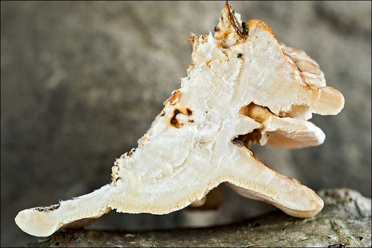 Image of Trametes ochracea (Pers.) Gilb. & Ryvarden 1987