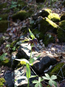 Image of checker lily