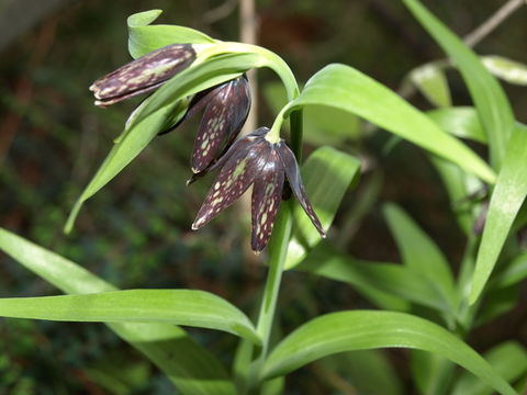 Image of checker lily