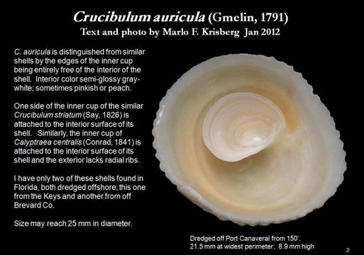 Image of Crucibulum auricula (Gmelin 1791)