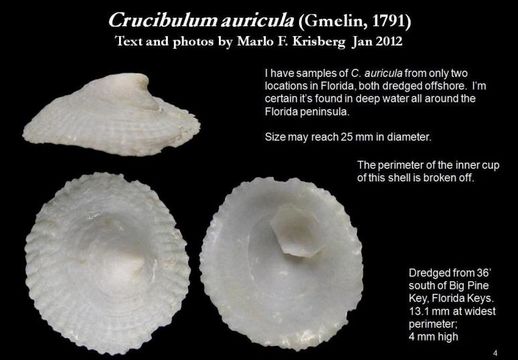 Image de Crucibulum auricula (Gmelin 1791)