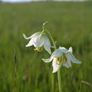 Imagem de Fritillaria liliacea Lindl.