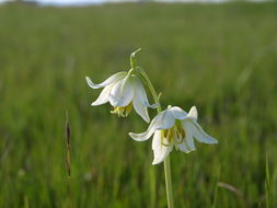 Image of fragrant fritillary