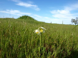 Image of fragrant fritillary