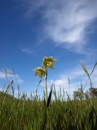 Image of fragrant fritillary