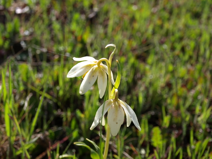 Image of fragrant fritillary