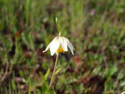 Image of fragrant fritillary