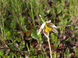 Image of fragrant fritillary