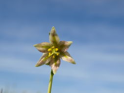 Image of fragrant fritillary