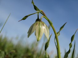 Image of fragrant fritillary