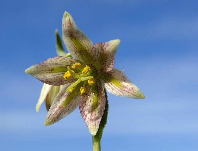 Image of fragrant fritillary