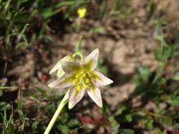 Image of fragrant fritillary