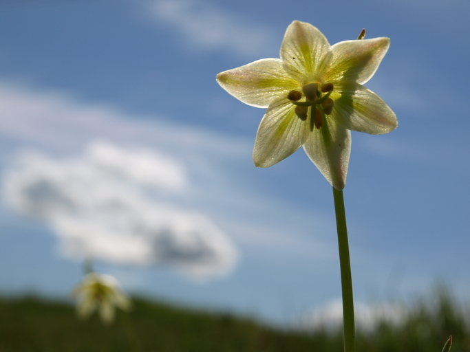 Image of fragrant fritillary