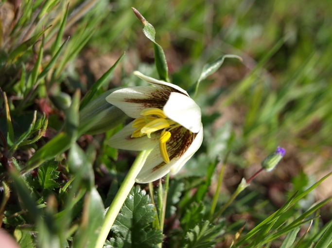 Image of fragrant fritillary