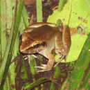 Image of Lesser Swamp Frog