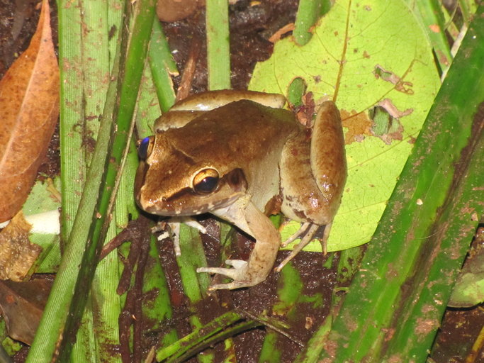 Image of Lesser Swamp Frog
