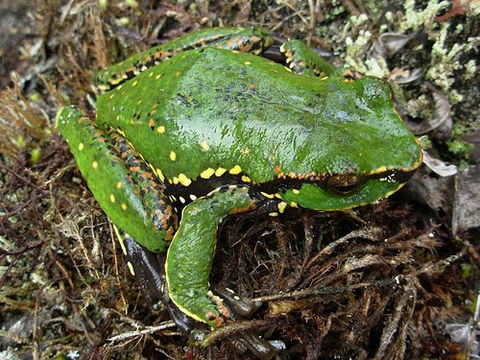 Image de Litoria angiana (Boulenger 1915)