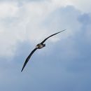 Image of North Pacific albatross