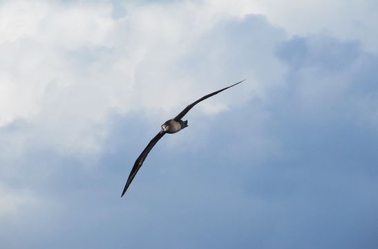 Sivun mustajalka-albatrossi kuva