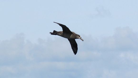 Image of Black-footed Albatross