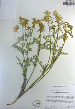 Image of Klamath Basin milkvetch