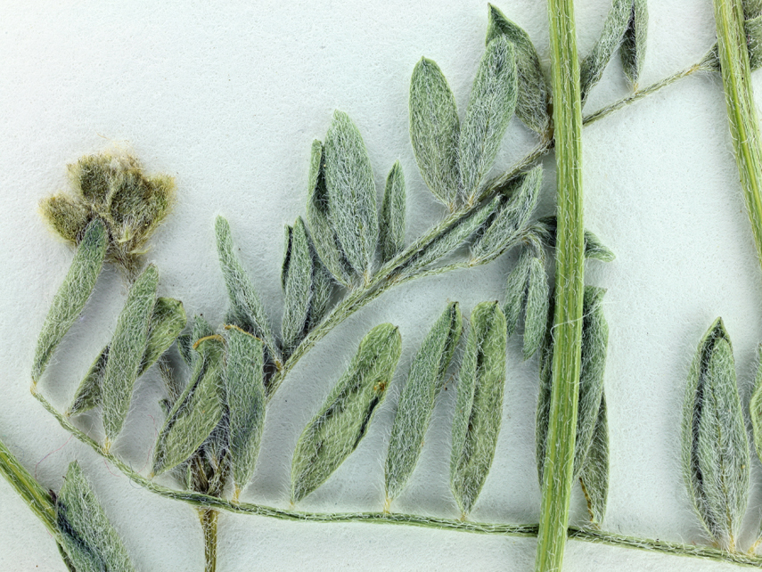 صورة Astragalus californicus (A. Gray) Greene