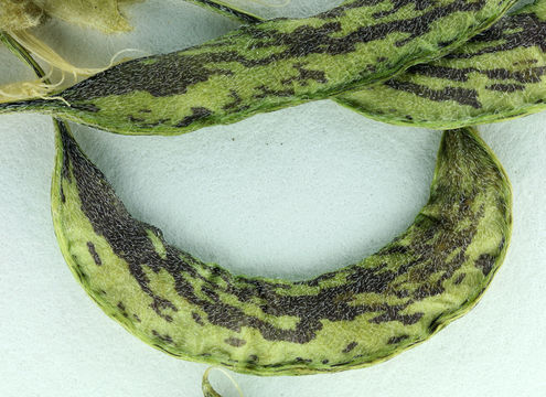 Image of Klamath Basin milkvetch