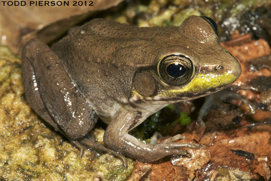 Image of Bronze Frog