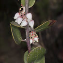 Arctostaphylos rudis Jepson & Wiesl. resmi